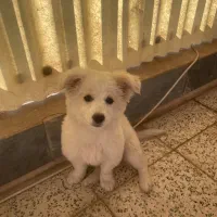 سگ پامر اشیپتز‌  فروش فوری فوری خوش قیمت