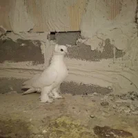 کفتر|پرنده|صوفیان, |دیوار