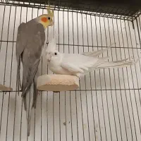 عروس هلندی البینو و اهویی