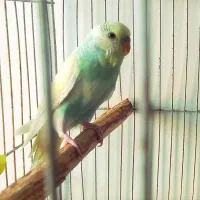 مرغ عشق|پرنده|مشهد, شهید احمدی روشن|دیوار