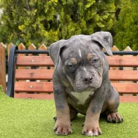 آمریک بولی|سگ|بومهن, |دیوار