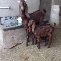 بز پاکستانی|حیوانات مزرعه|سبزوار, شهرک صنعتی فرودگاه|دیوار