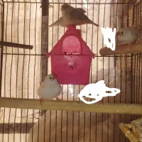 فنچ|پرنده|شهر ری, صفاییه (چشمه علی)|دیوار