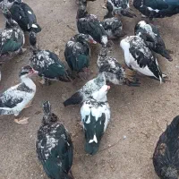 ۲۰ عدد اردک اسراییلی  سالم وسرحال بفروش میرسد|حیوانات مزرعه|رودسر, |دیوار