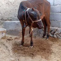 گاو و گوساله