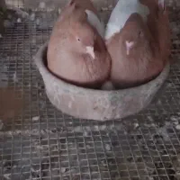 کبوتر فروشی