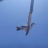 کفتر گم شده