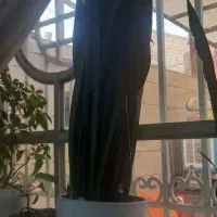 گل‌زیبا‌