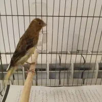 قناری نر|پرنده|رشت, سعدی (تختی)|دیوار