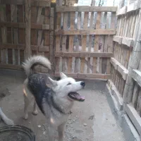 سگ نگهبان|سگ|بندر کنگان, |دیوار