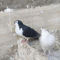 جفت کبوتر نر و ماده شهری|پرنده|سیرجان, |دیوار