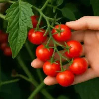 گلکده لیلیوم دویره