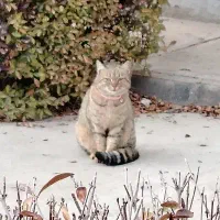 واگذاری گربه