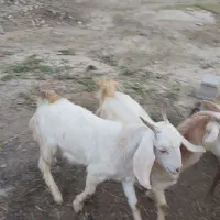 بز ، میش|حیوانات مزرعه|لامرد, |دیوار