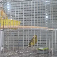 یک جفت قناری عروس هلندی جفت|پرنده|گنبد کاووس, |دیوار