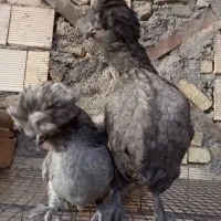 تخم مرغ کاکلی