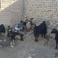 بزوبزغاله روزگاری