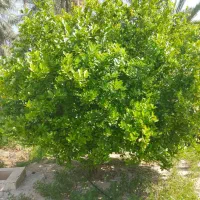 زمین-روستای-هلپه-ای