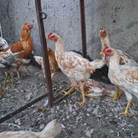 مرغ و  خروس|حیوانات مزرعه|زاهدان, |دیوار