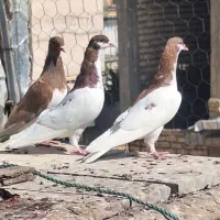 جوجه شهری|پرنده|شیراز, مسلم|دیوار