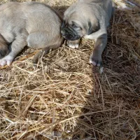 واگذاری توله سگ دورگه عراقی سرابی تضمینی|سگ|مراغه, |دیوار