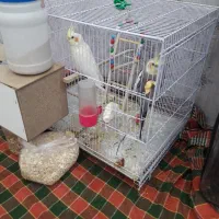 نرو ماده سخن گو