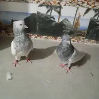 کبوتر