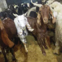 فروش بز  داشتی