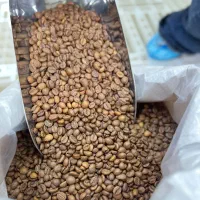 قهوه روبوستا عربیکا