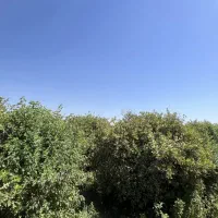 باغچه/اب تصفیه/برق/بنجعفر