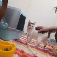 گربه ۴ ماهه واگذاری رایگان