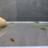 کت فیش|ماهی|گرگان, |دیوار