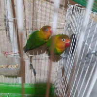 عروس هلندی .قناری .طوطی برزیلی|پرنده|کنگاور, |دیوار