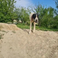 سگ برای واگذاری