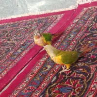 طوطی گرینچک