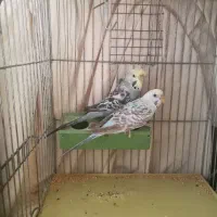 مرع عشق یک جفت۶۵۰تومان