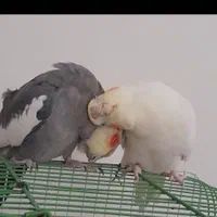 نرسخنگو و ماده رام