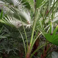 گل وگیاه|گل و گیاه طبیعی|رودسر, |دیوار