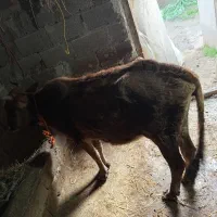 2عدد گاو|حیوانات مزرعه|تالش, تالش|دیوار