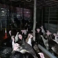 بوقلمون و مرغ محلی و تخم بوقلمون نطفه دار|حیوانات مزرعه|شلمان, |دیوار