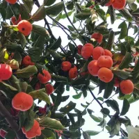 نهال خرمالو آرموند پیوندی