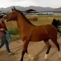 اسب دره شوری|اسب و تجهیزات اسب‌سواری|فرخ‌شهر, |دیوار