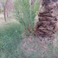 فسیل پیارم|گل و گیاه طبیعی|حاجی آباد, |دیوار