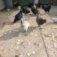 تخمه مرغ نطفه دار گلین لری|حیوانات مزرعه|اصفهان, گرکان|دیوار