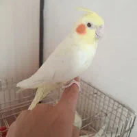 عروس|پرنده|اسلام‌شهر, مسکن مهر اسلاشهر (شهرک امام خمینی)|دیوار