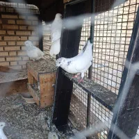 کبوتر|پرنده|شادگان, |دیوار