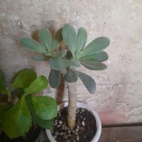 گل سنسو تنه داره دونه ای ۷۰|گل و گیاه طبیعی|تهران, باشگاه نفت|دیوار
