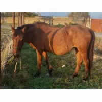 مزرعه وحیوانات