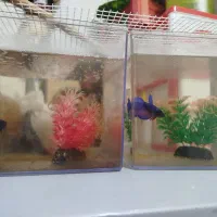 فروش دو عدد ماهی فایتر گوشتخوار نروماده جوان