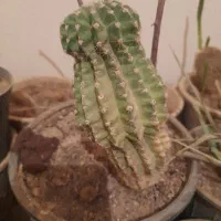 گل کاکتوس.با مرغ و جوجه معاوضه میکنم|گل و گیاه طبیعی|شاهین‌شهر, خانه کارگر|دیوار